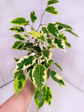 Фикус Golden King молодое растение